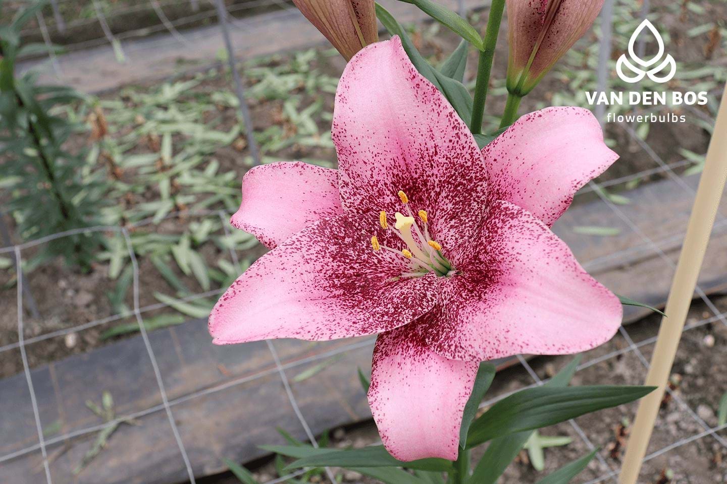 Lilies : Sweet Zanica LxA Hybrid Lily – Shop Onings America
